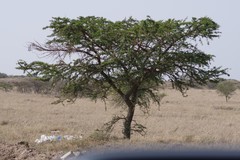 Vachellia karroo