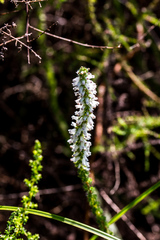 Erica aspalathifolia