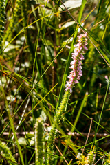 Erica aspalathifolia