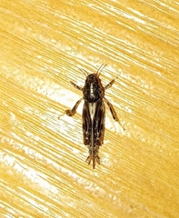 Neotridactylus