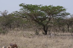 Vachellia karroo