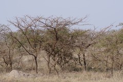 Vachellia karroo