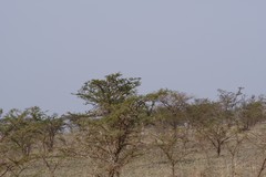 Vachellia karroo