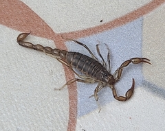 Bothriurus patagonicus