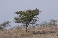 Vachellia karroo