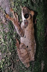 Osteocephalus mimeticus