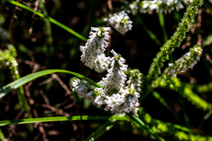 Erica aspalathifolia