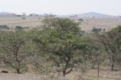 Vachellia karroo