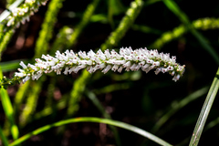Erica aspalathifolia