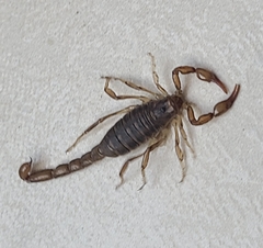 Bothriurus patagonicus