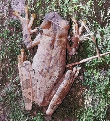 Osteocephalus mimeticus