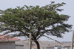 Vachellia karroo