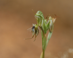 Pterostylis setifera