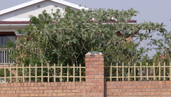 Solanum mauritianum