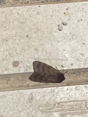 Canararctia rufescens