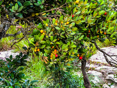 Eugenia erythrophylla