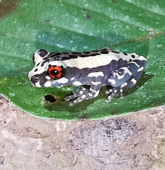 Osteocephalus mimeticus