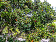 Eugenia erythrophylla