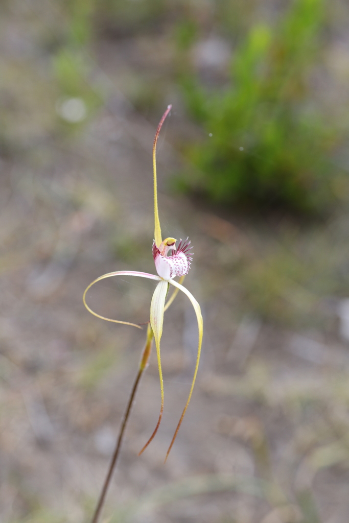 Caladenia lodgeana