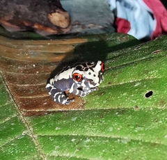 Osteocephalus mimeticus