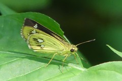 Scobura isota