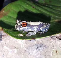 Osteocephalus mimeticus