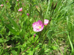 Oenothera rosea