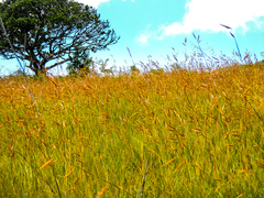 Monocymbium ceresiiforme