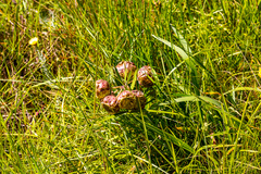Pachycarpus grandiflorus