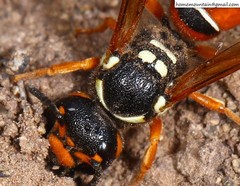 Onychopterocheilus eckloni