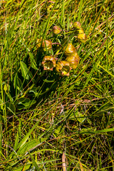 Pachycarpus grandiflorus