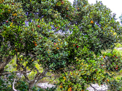 Eugenia erythrophylla