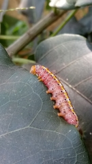 Argyrosticta decumana
