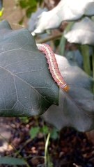 Argyrosticta decumana