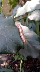Argyrosticta decumana