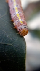 Argyrosticta decumana