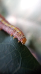 Argyrosticta decumana