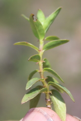 Otiophora calycophylla