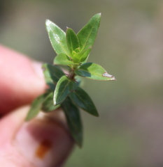 Otiophora calycophylla