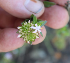 Otiophora calycophylla