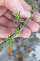 Otiophora calycophylla