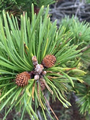 Pinus contorta bolanderi
