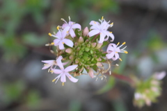 Otiophora calycophylla