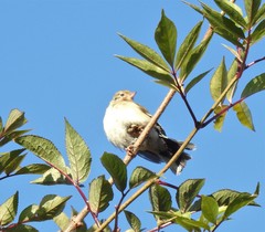 Fringilla coelebs