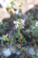 Otiophora calycophylla