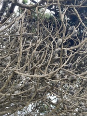 Pinus contorta bolanderi