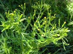 Senecio bipinnatisectus