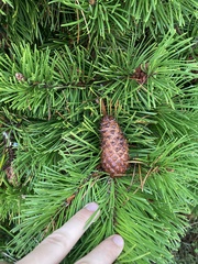 Pinus contorta bolanderi