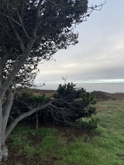 Pinus contorta bolanderi