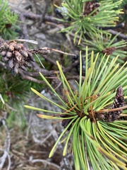 Pinus contorta bolanderi